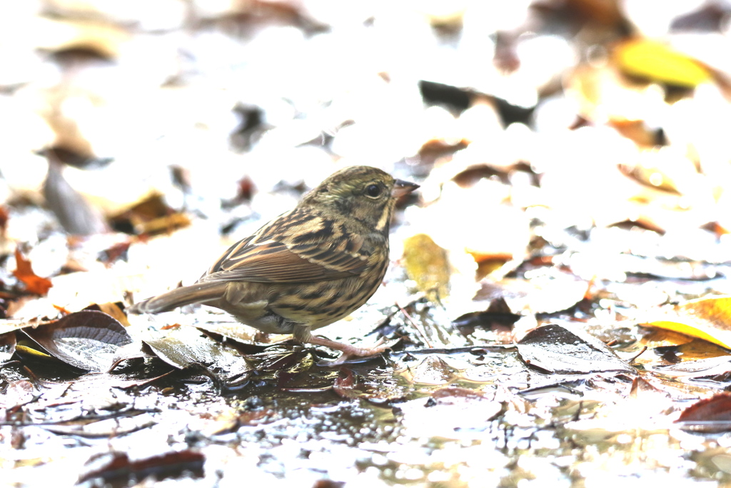 161201-1アオジ♂