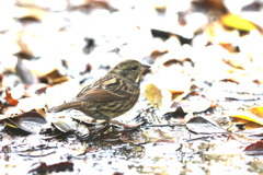 161201-1アオジ♂