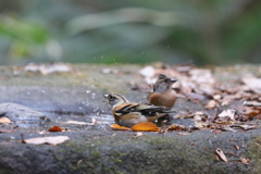 161207-8アトリの水浴び