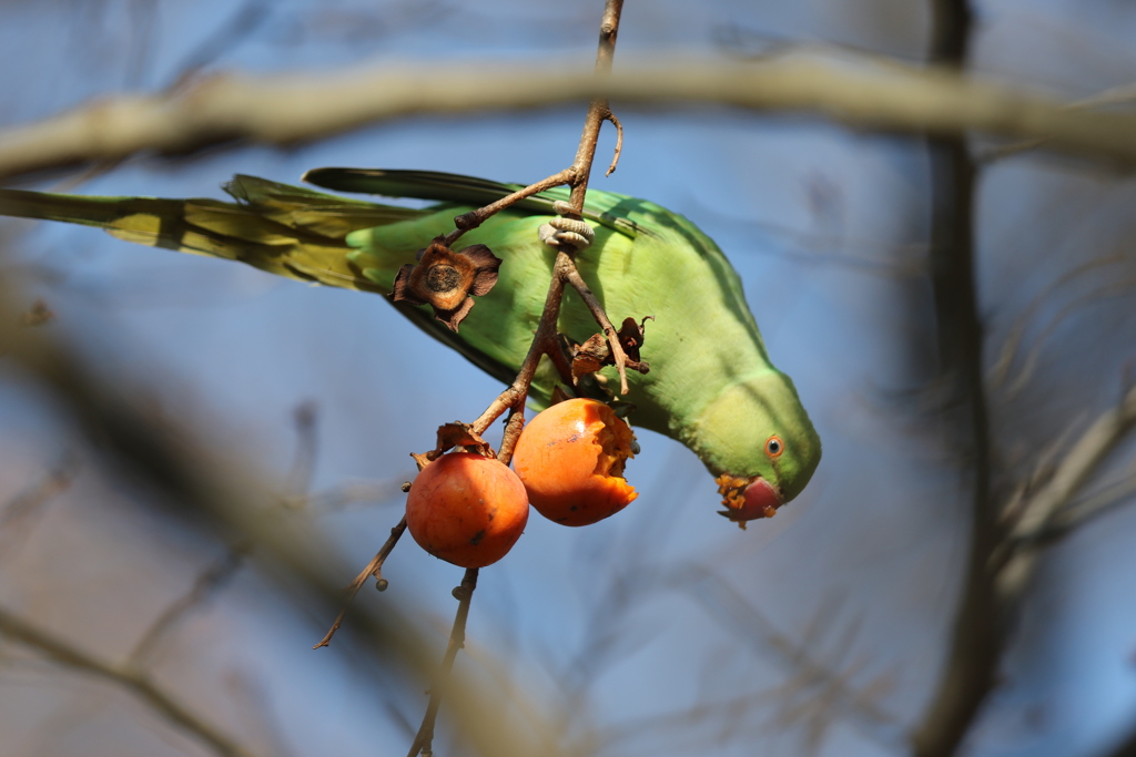 161221-4柿を食べるホンセイインコ（２／２）