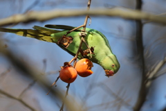 161221-4柿を食べるホンセイインコ（２／２）