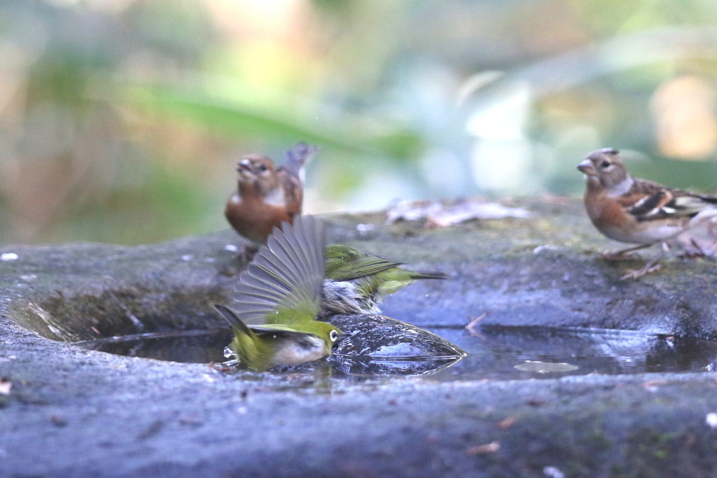 161209-1メジロの水浴び