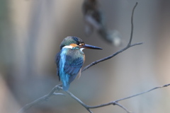 170113-11カワセミ♀