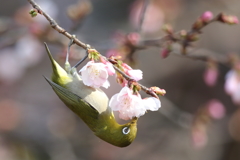 170222-9オオカンザクラの蜜を吸うメジロ