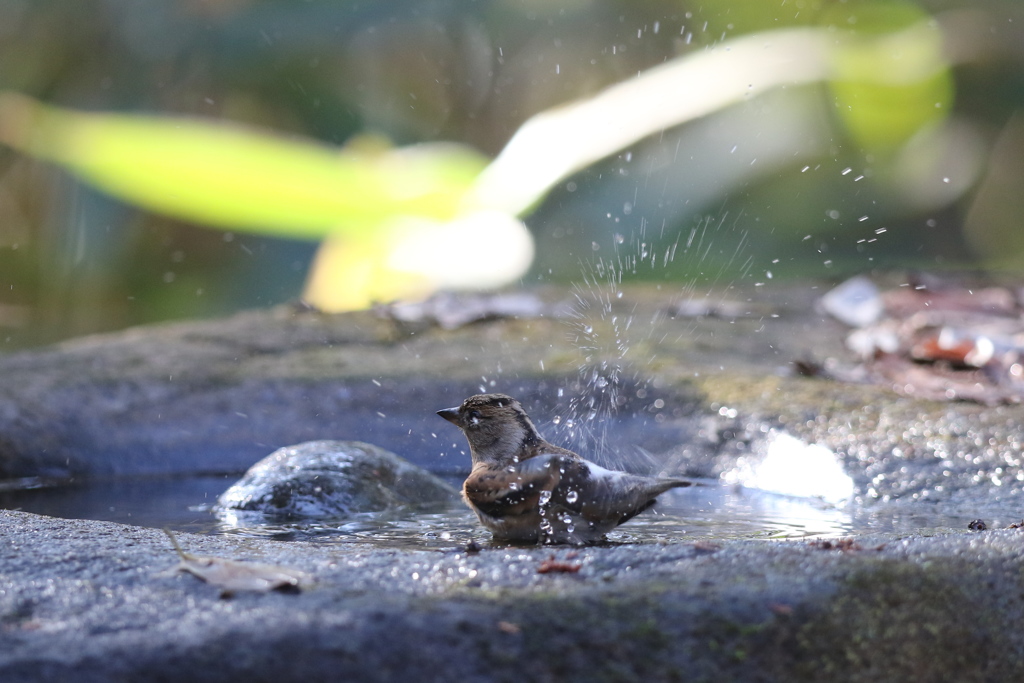 161218-28アトリの水浴び