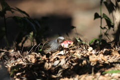 170126-21ツバキの花びらをくわえるヒヨドリ
