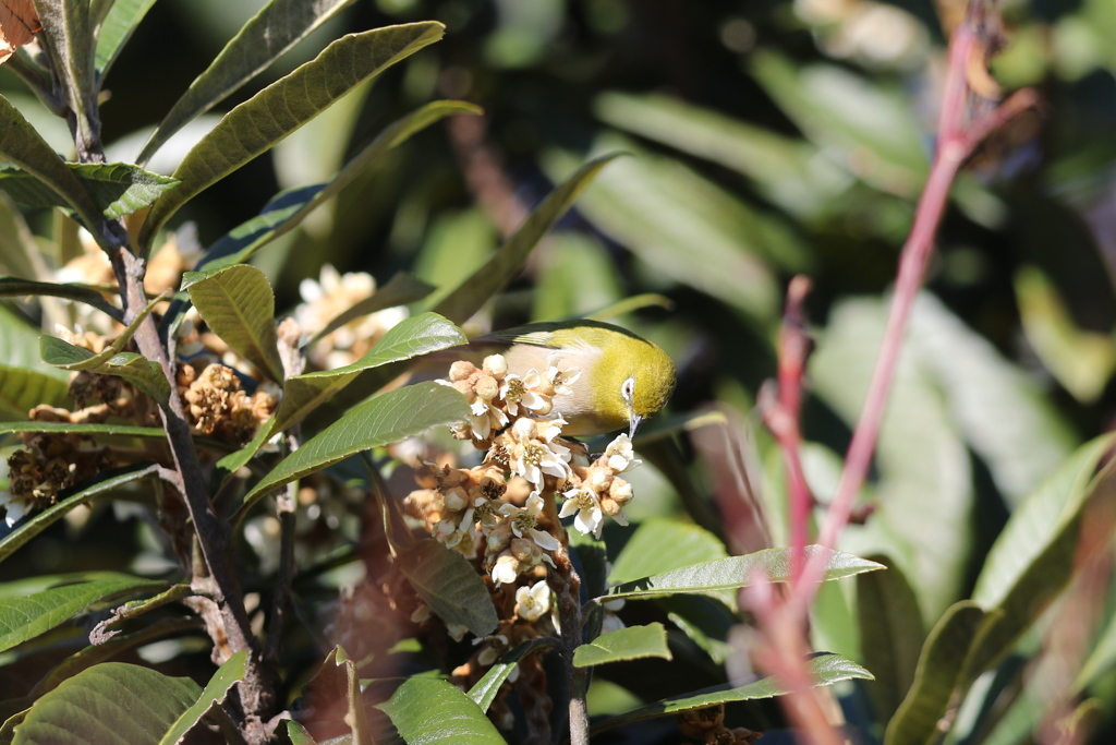 161228-3メジロと琵琶の花（２／２）