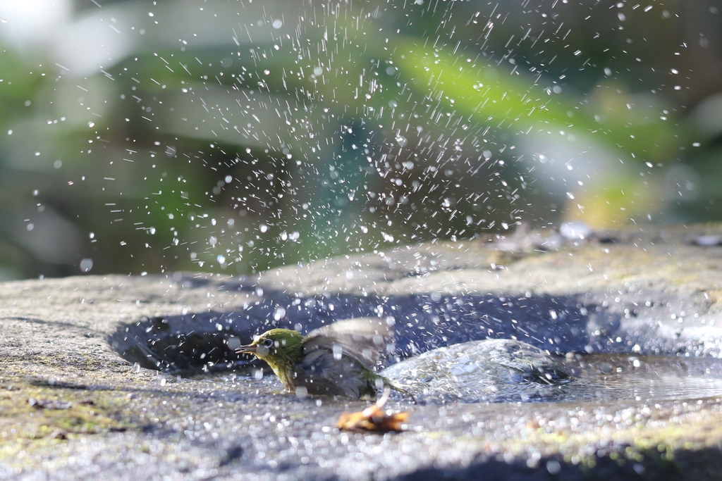 170107-11メジロの水浴び８