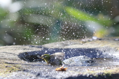 170107-11メジロの水浴び８