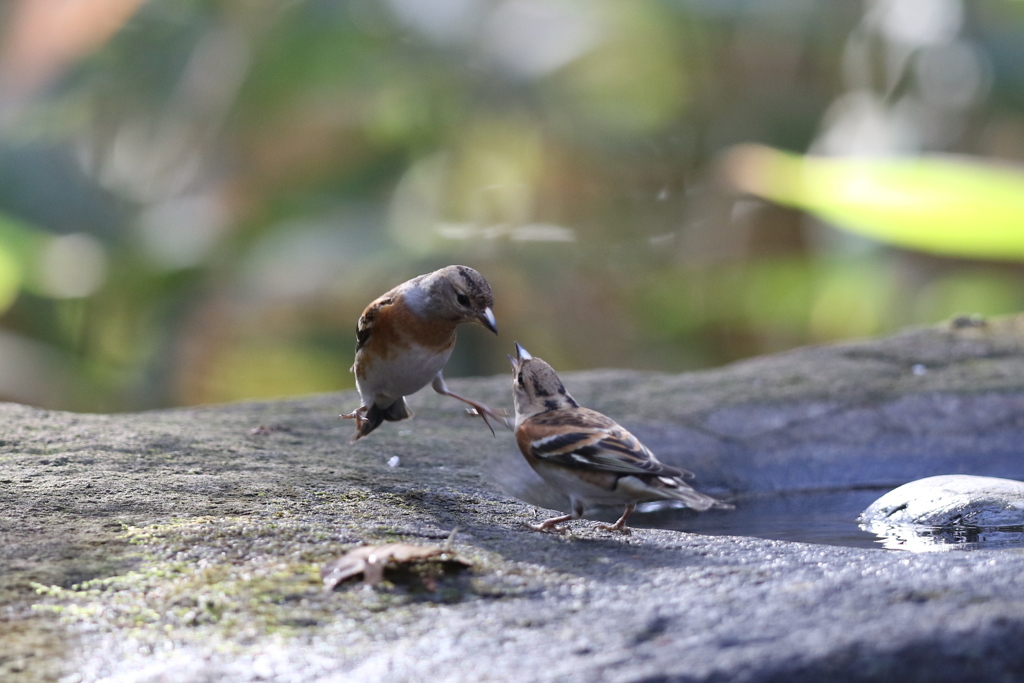 161219-22アトリの喧嘩（３／５）