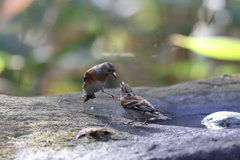 161219-22アトリの喧嘩（３／５）