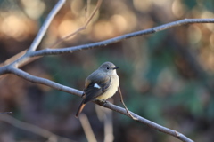 161216-2真ん丸・ジョウビタキ♀