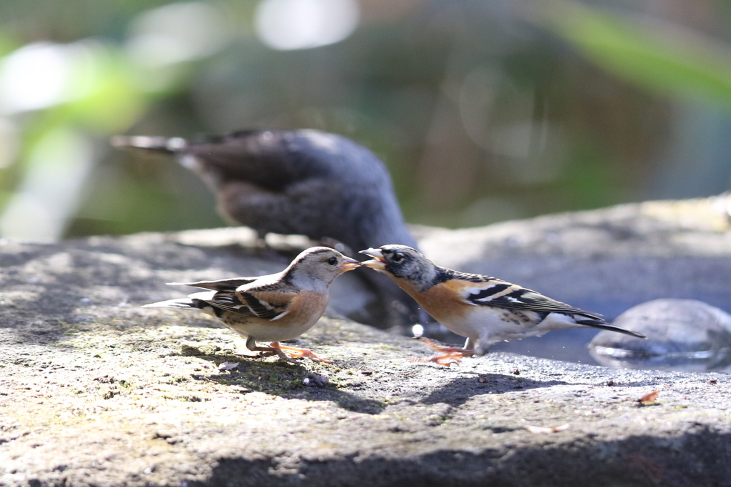 161212-6アトリの喧嘩（１／２）