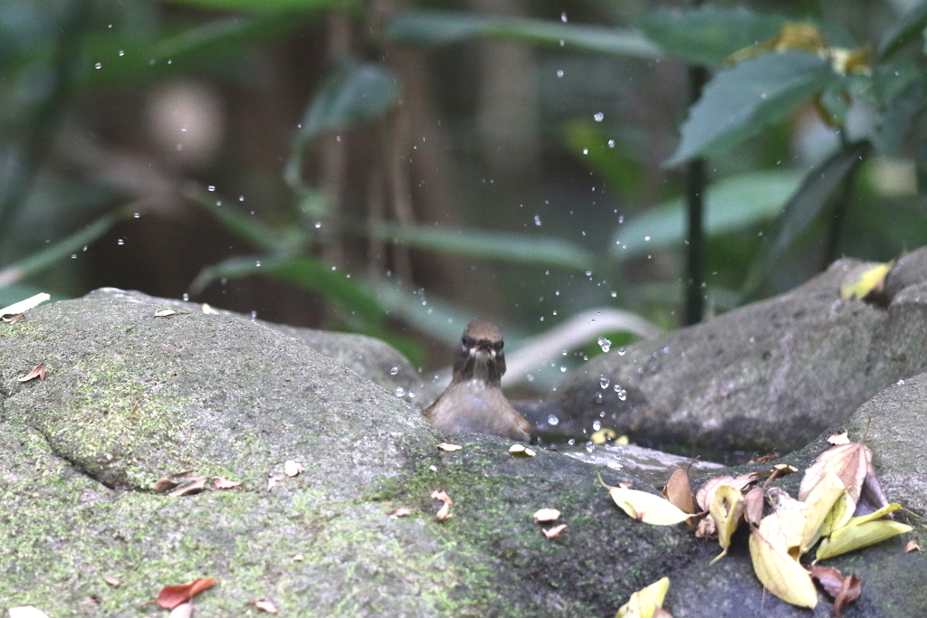 161116-12シロハラ
