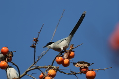 161221-6柿を食べるオナガ（２／２）