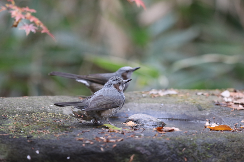 161207-5ヒヨドリ