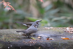 161207-5ヒヨドリ