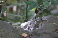 161120-11シジュウカラの水浴び