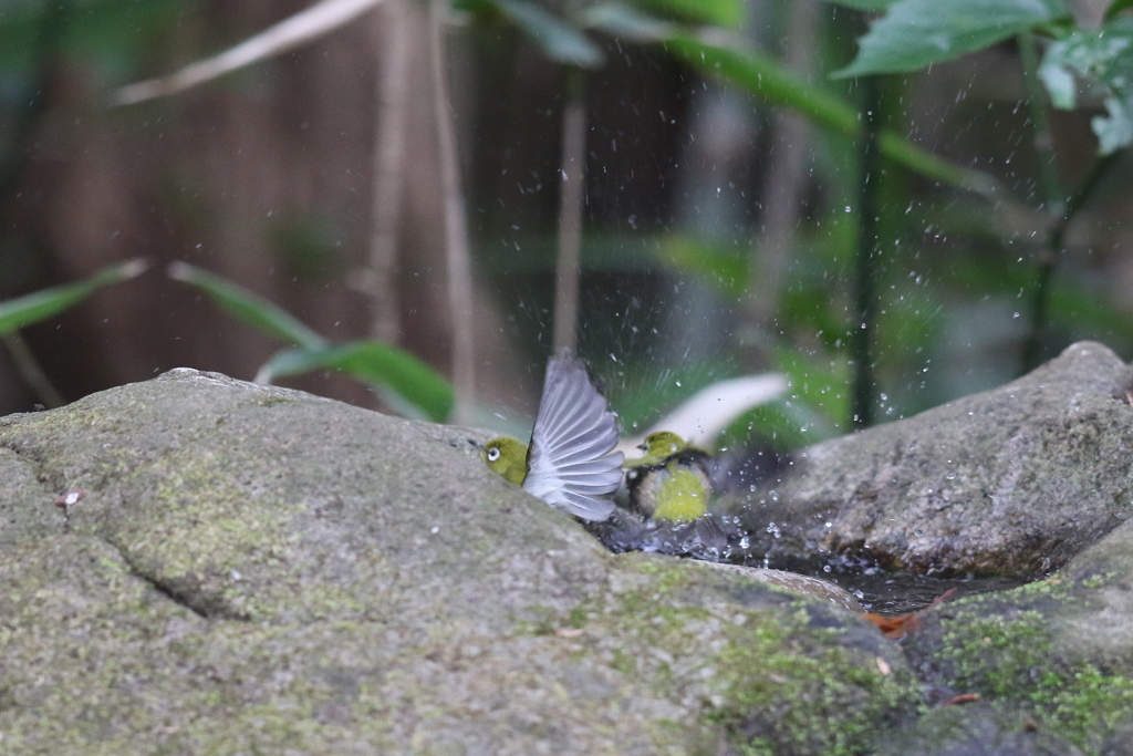 161225-5メジロの入浴