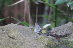 161225-5メジロの入浴