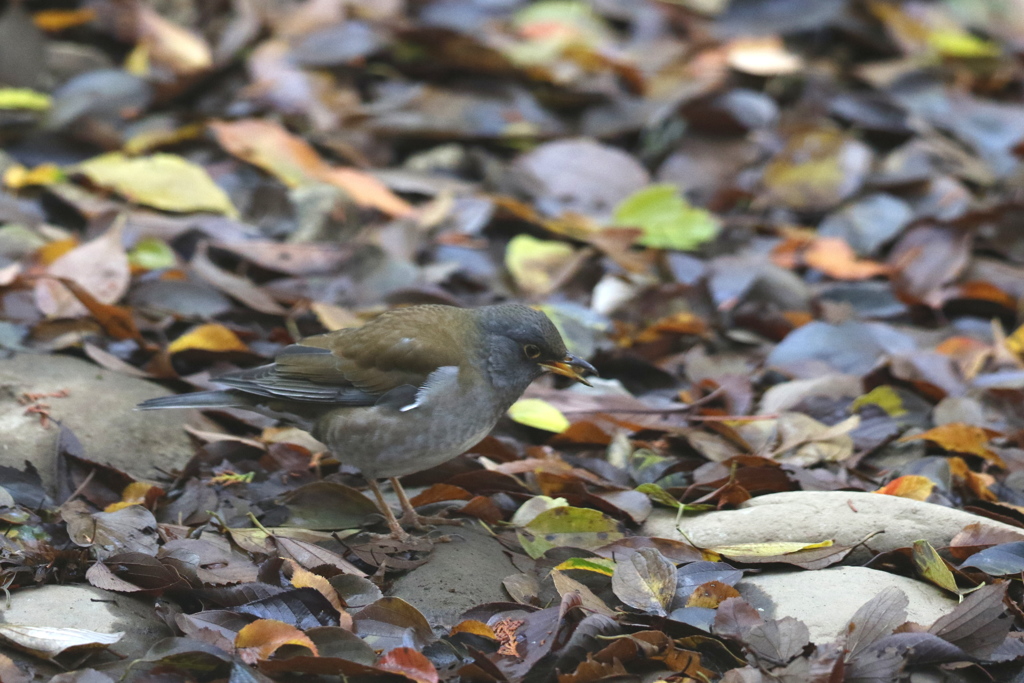 161126-4ペレットを吐き出すシロハラ♂（２／３）