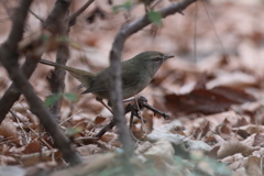 161227-4ウグイス