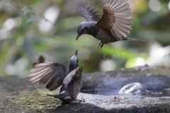 161130-31ヒヨドリの喧嘩？