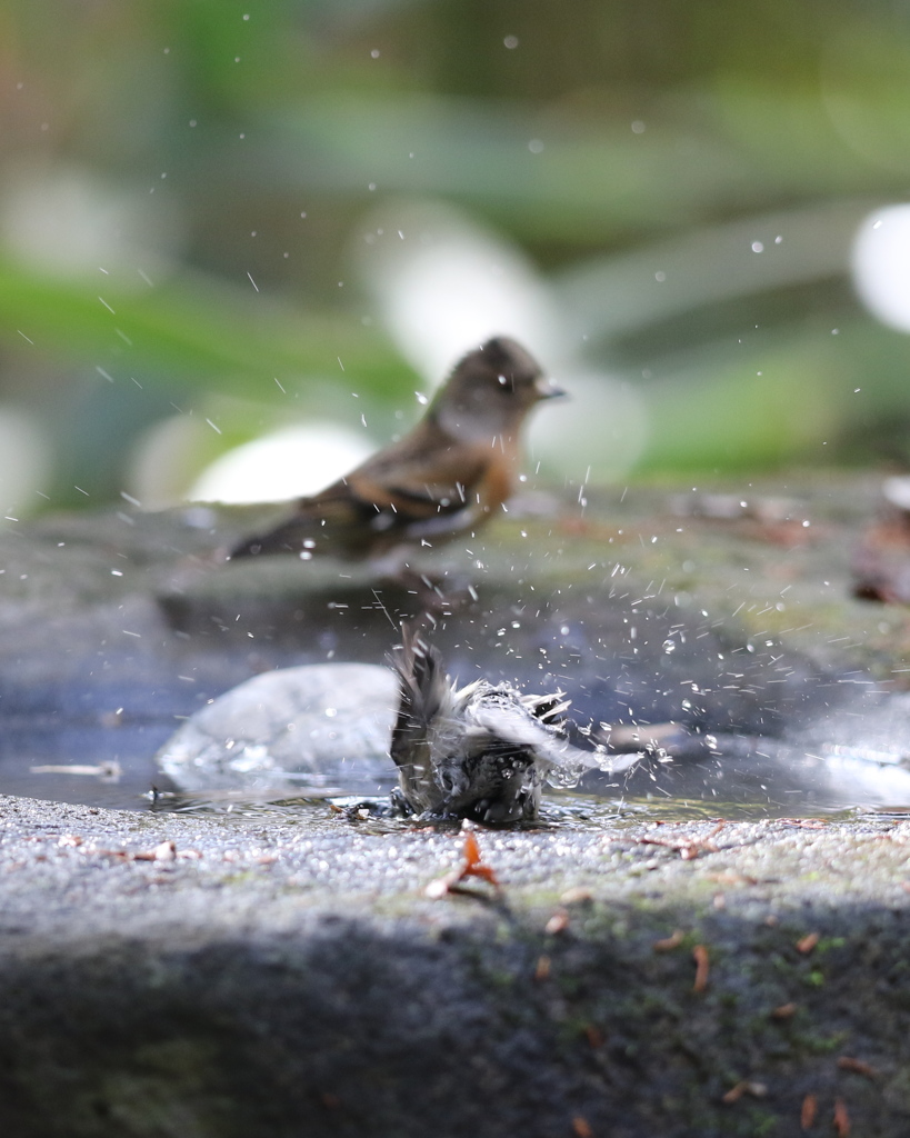 161130-17シジュウカラの水浴びとアトリ