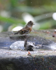 161130-17シジュウカラの水浴びとアトリ