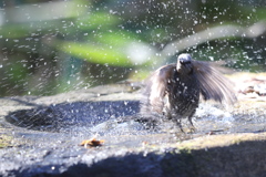 170107-21ヒヨドリの水浴び９