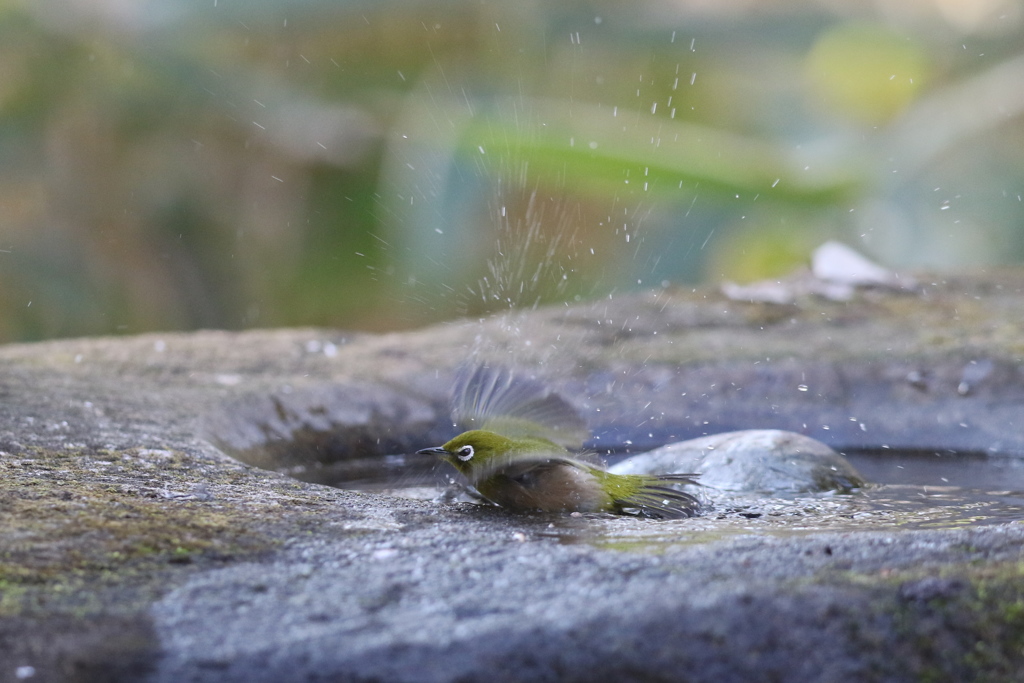 170104-17メジロの水浴び