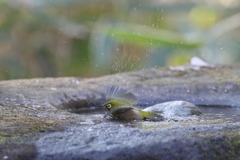 170104-17メジロの水浴び
