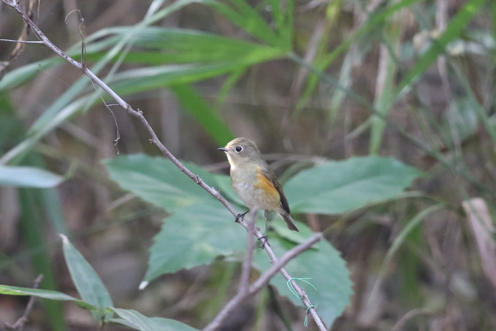 161129-14ルリビタキ♀