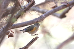 161211-17ルリビタキ