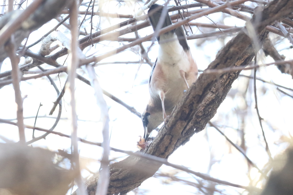 170110-4何を咥えているの？・カケス