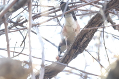 170110-4何を咥えているの？・カケス