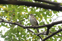 161116-5トラツグミ