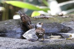 161204-34首が白いアトリ