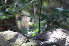 161203-19メジロの水浴び