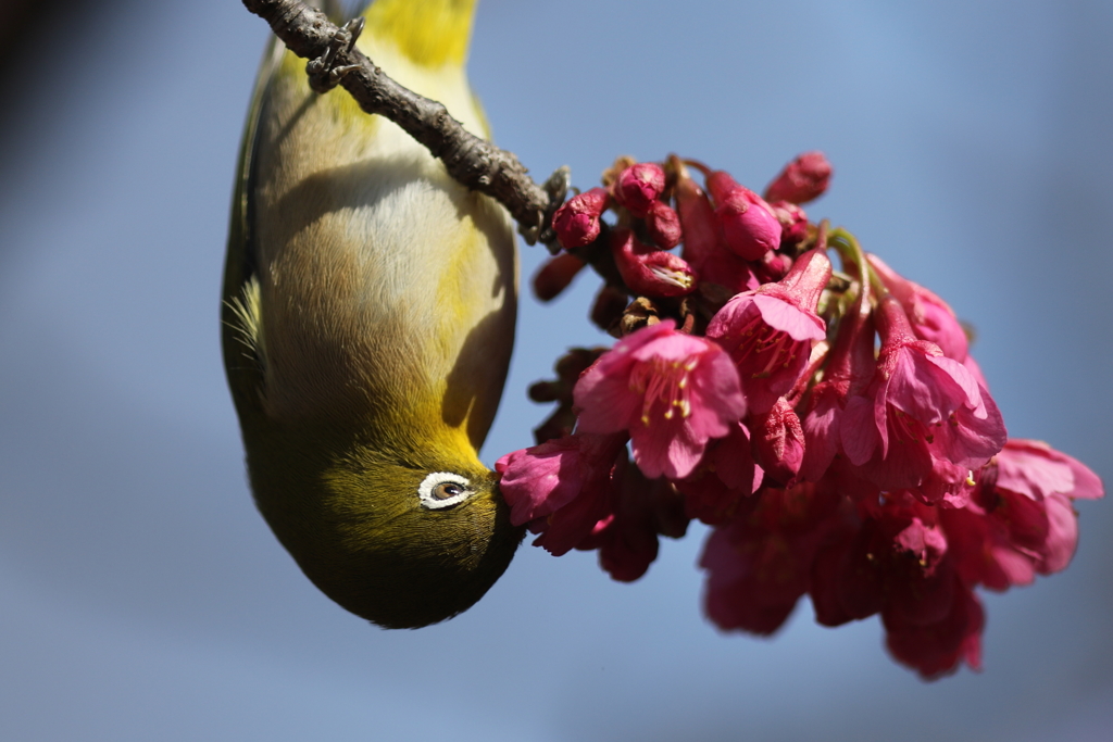 170222-11カンピザクラの蜜を吸うメジロ