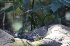170204-15メジロの水浴び