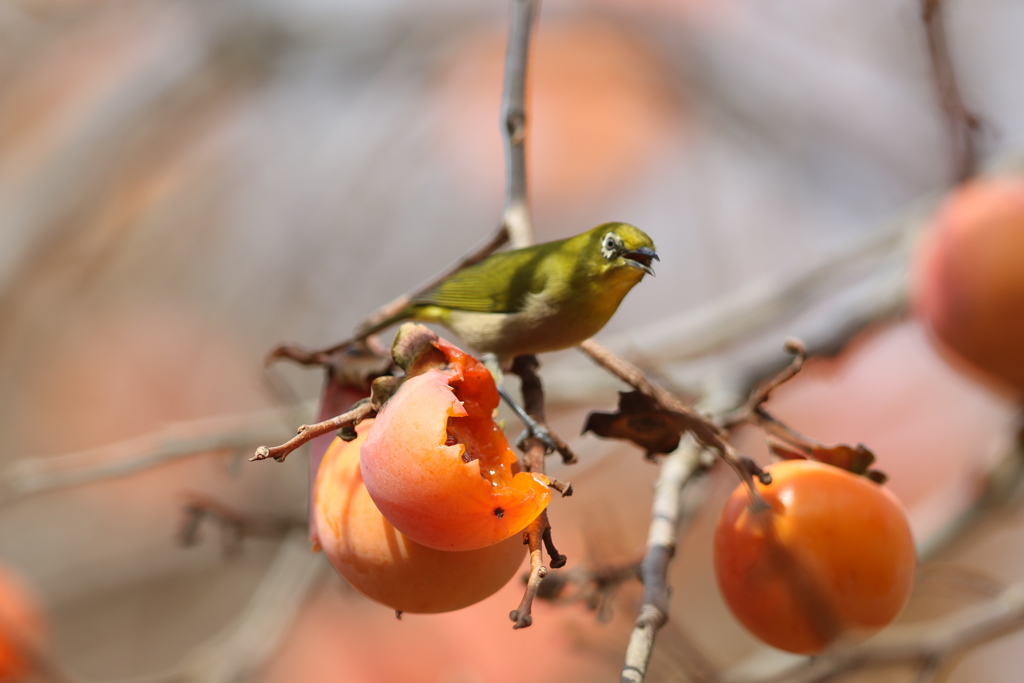 161204-27柿を食べるメジロ（６／６）