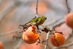 161204-27柿を食べるメジロ（６／６）