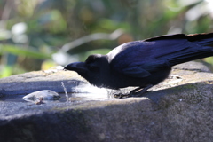 170106-7水を飲むカラス（１／２）