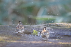 170213-6メジロの水浴びを見ているアトリ