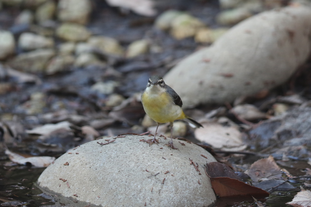 170102-5キセキレイ