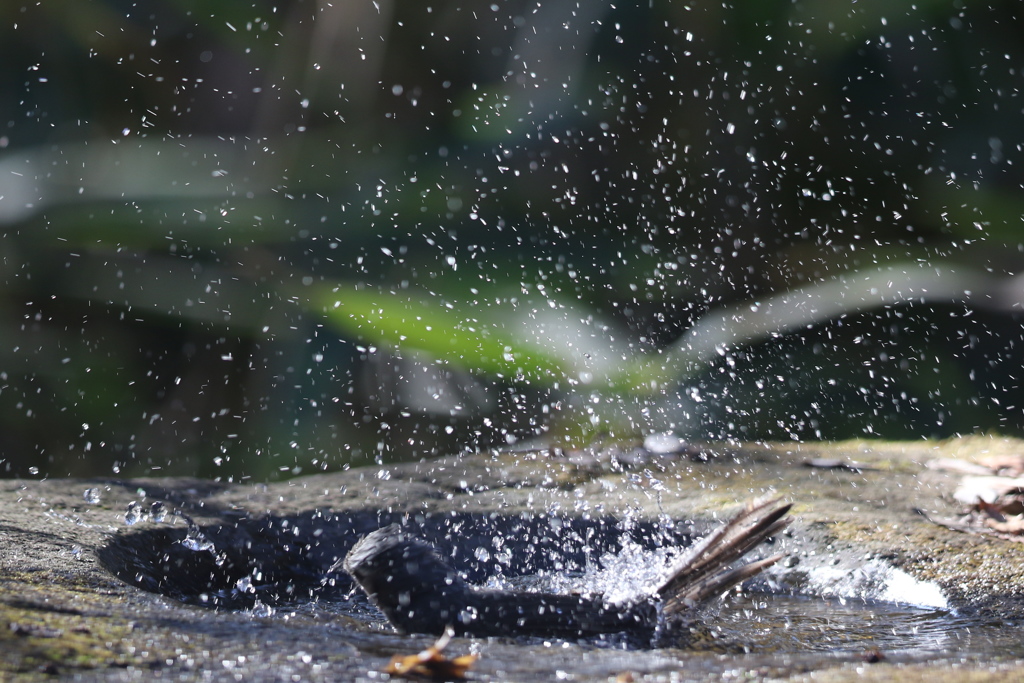 170107-15ヒヨドリの水浴び３