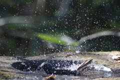 170107-15ヒヨドリの水浴び３