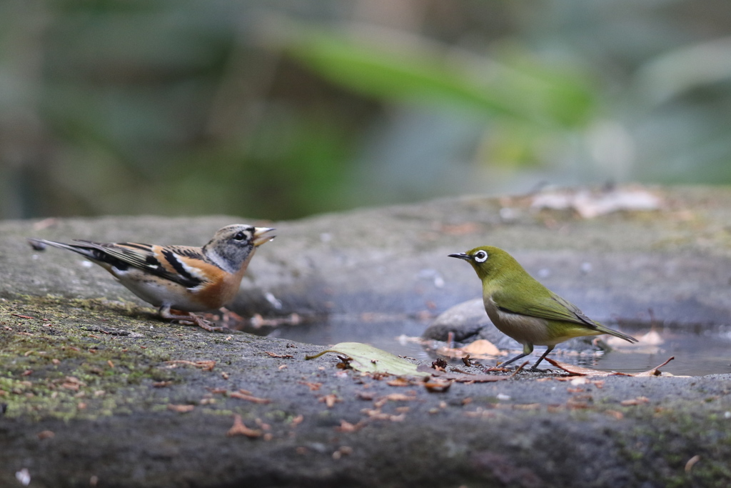 161207-12メジロとアトリ