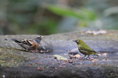161207-12メジロとアトリ